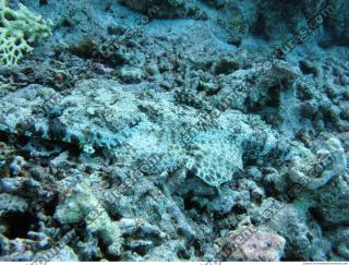 Crocodilefish Cymbacephalus beauforti 4